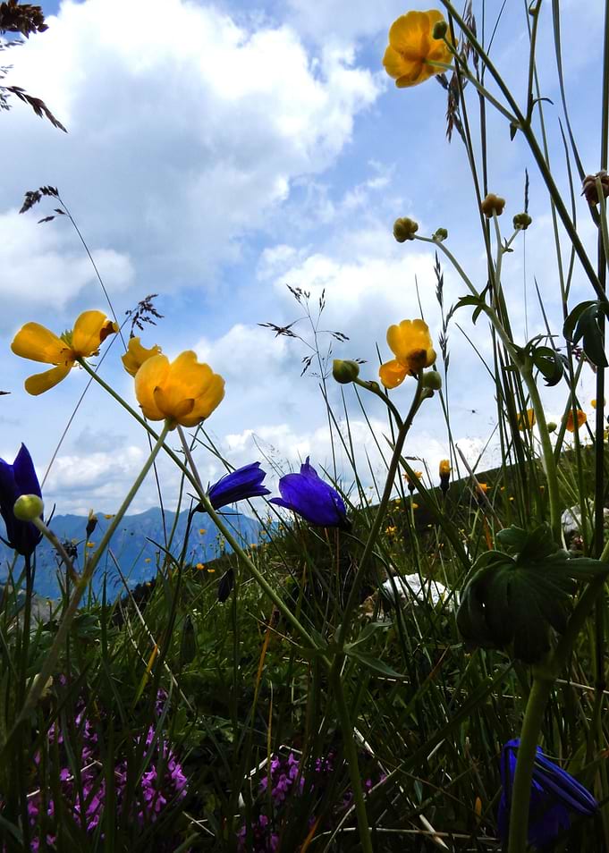 alpine flowers 24