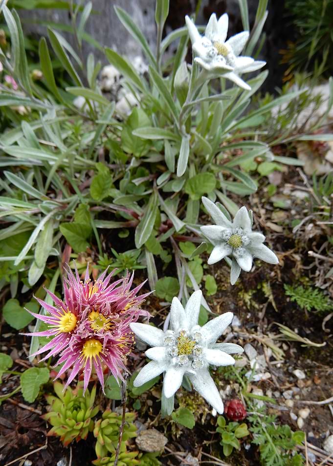 alpine flowers 19