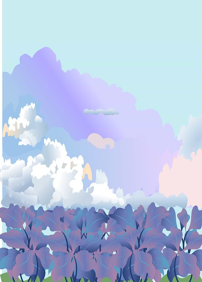 Morado Paisaje