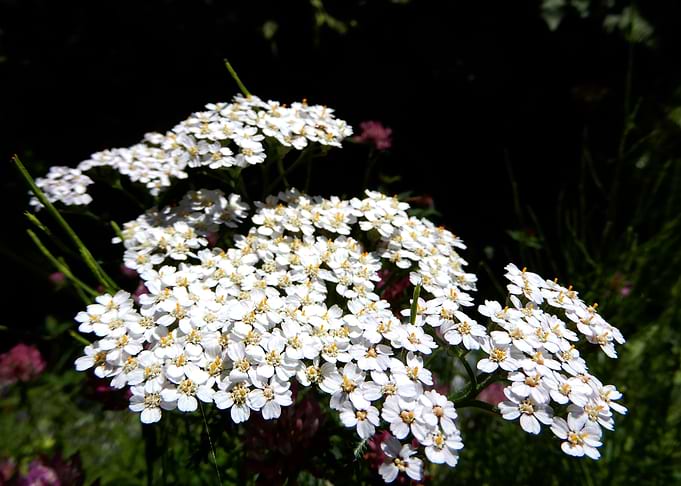 alpine flowers 12