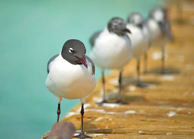 Seagulls