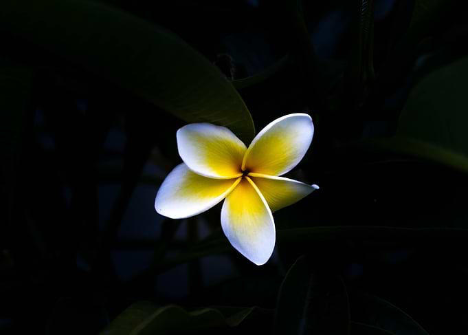 Plumeria