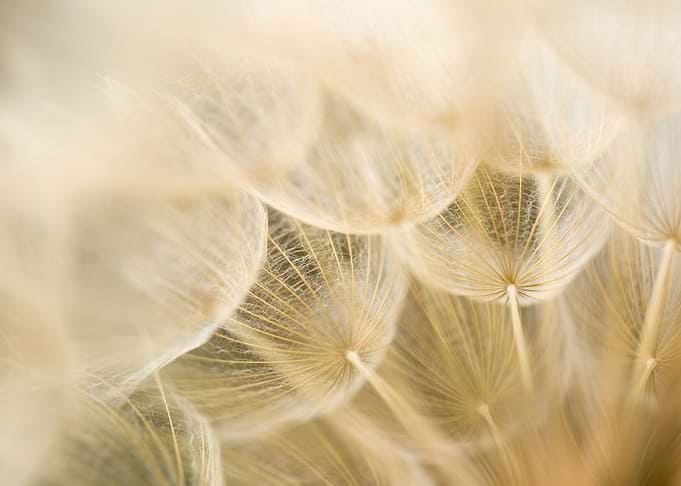 Dandelion close up