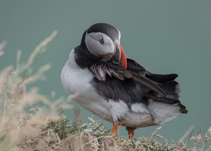Puffin
