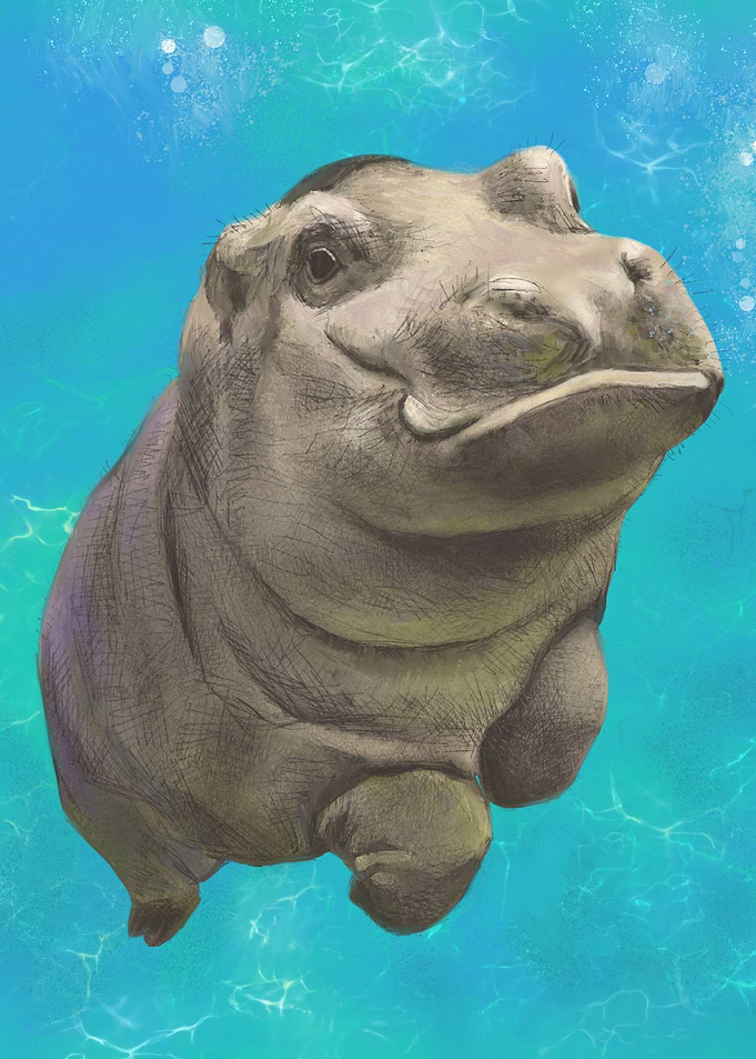 Baby Hippo
