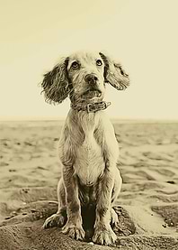Dog on the beach