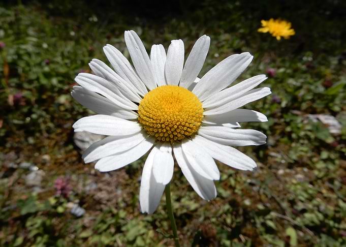 alpine flowers 9