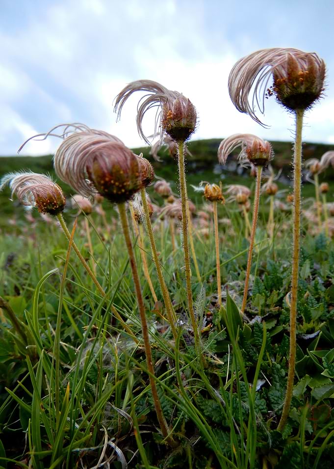 alpine flowers 25