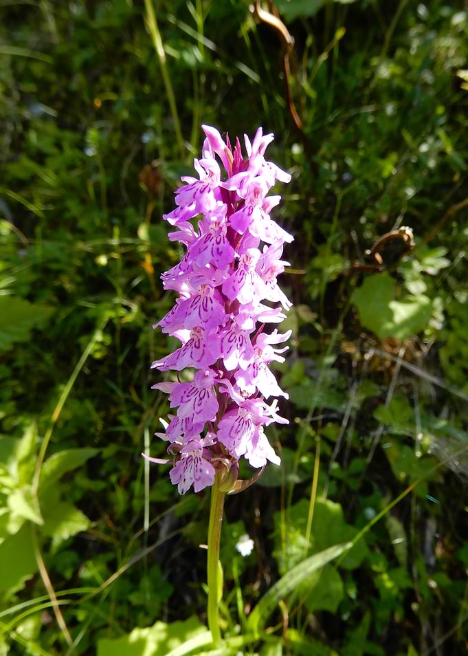 alpine flowers 17