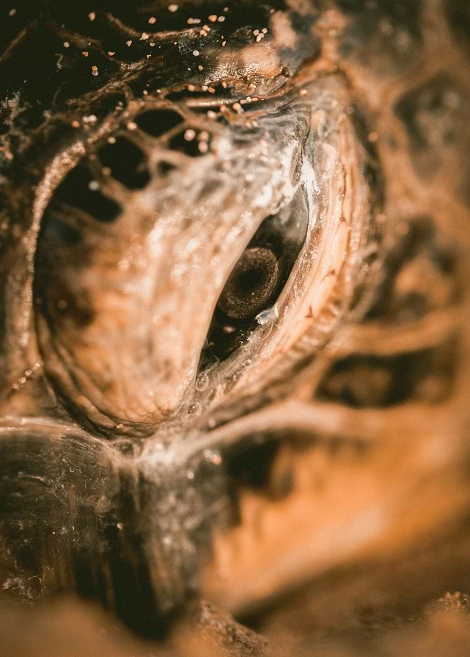 Sea turtle close up