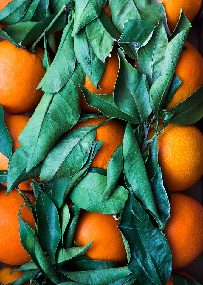 Orange harvest
