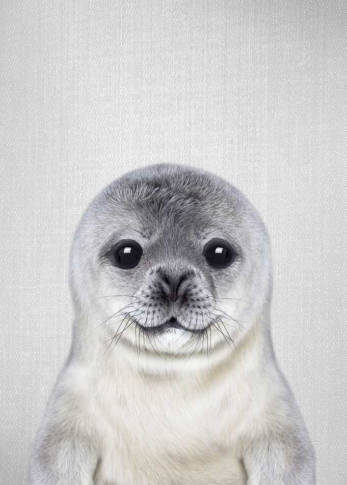 Baby Seal Colorful