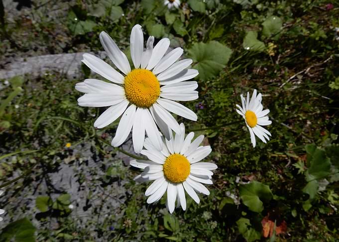 alpine flowers 10