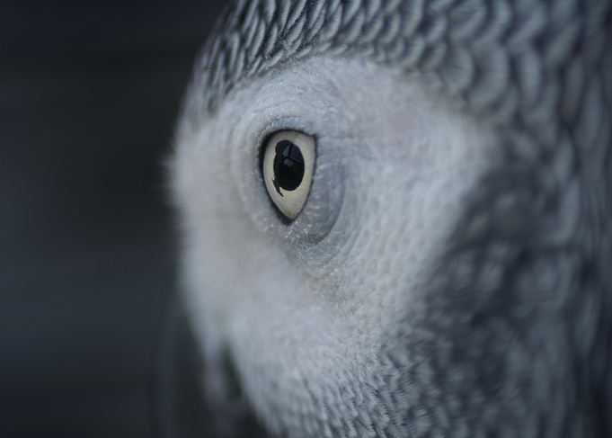 Parrot