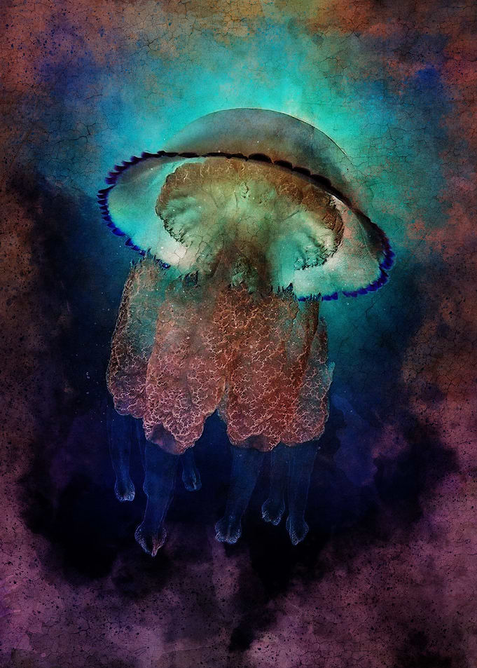 Jellyfish