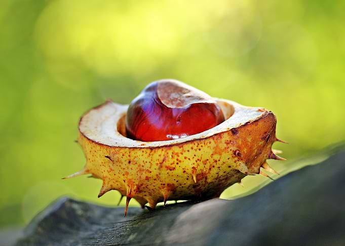 Chestnut