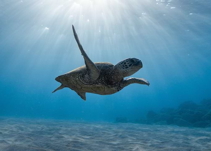 Swimming sea turtle