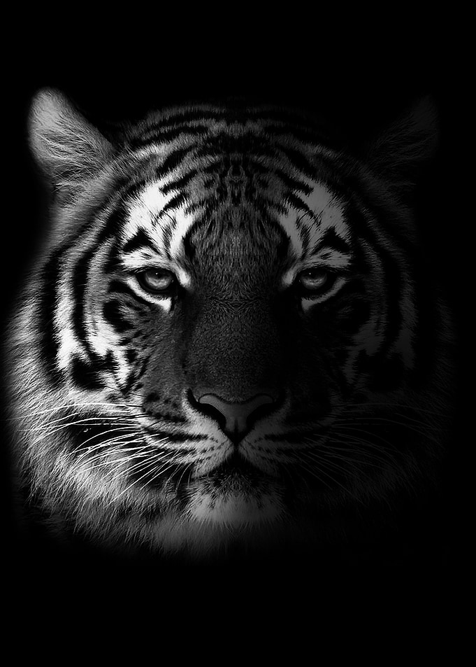Wild tiger head poster