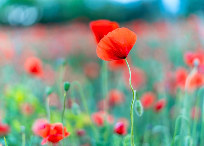 Red Poppie