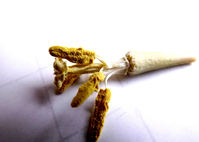 POLLEN