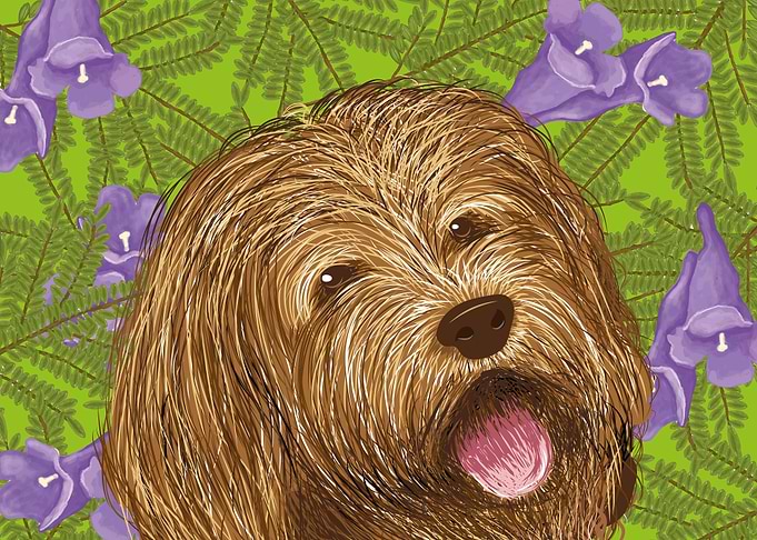 Labradoodle
