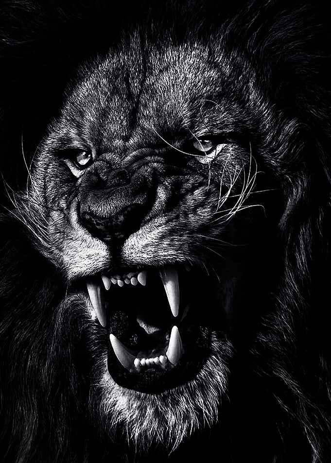 angry lion face poster