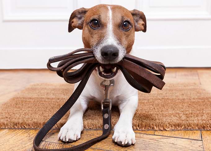Jack Russell terrier