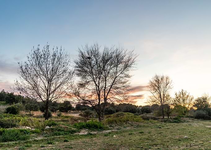 Trees and sunset