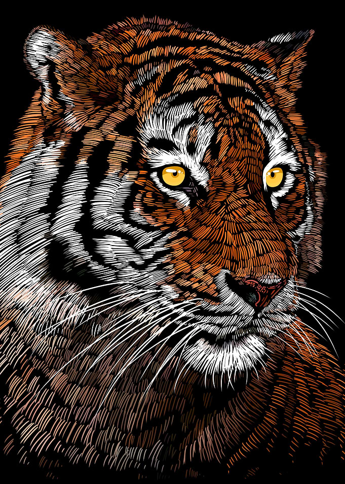 Sketch Tiger style