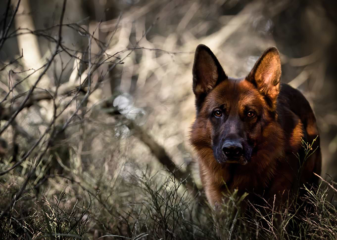 German Shepherd
