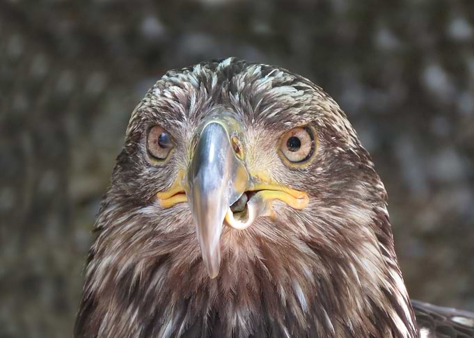 Golden Eagle