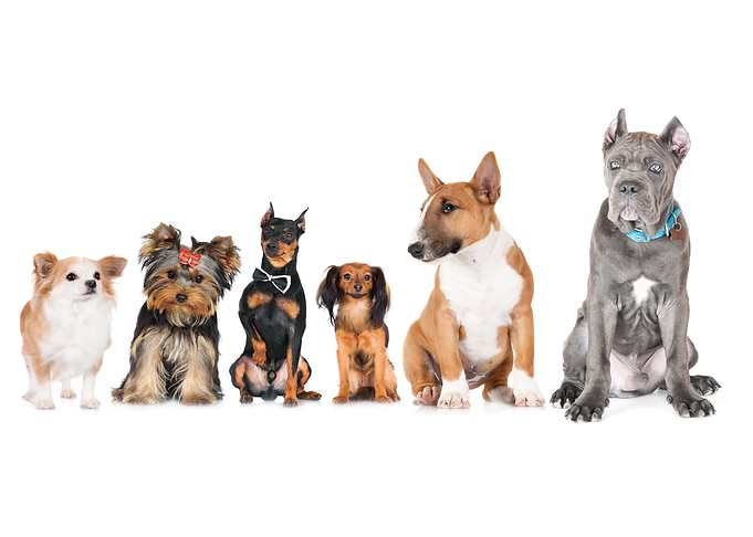 Cute dogs