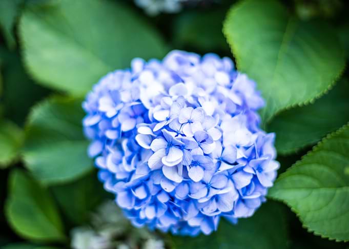 Hydrangea