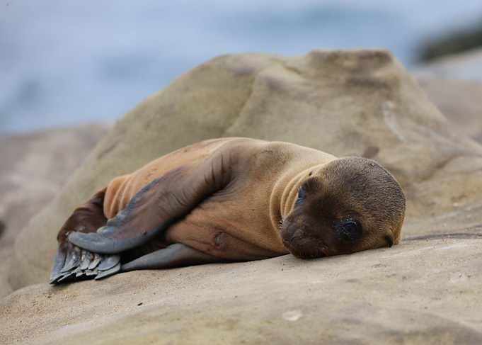California baby sea lion