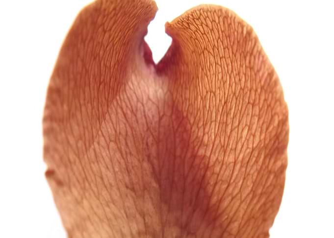 PETAL