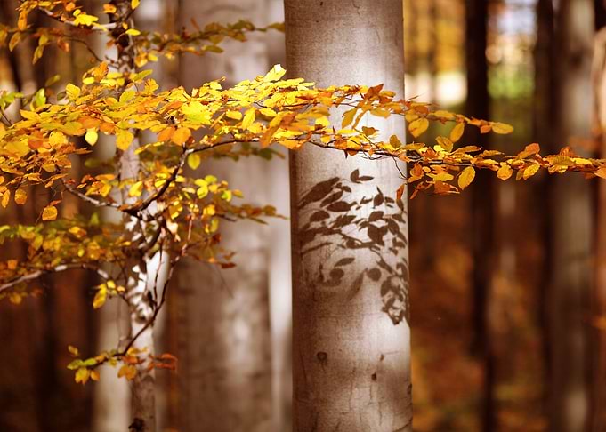 Autumn in forest