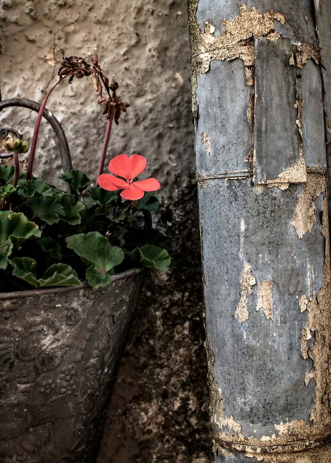 Vintage still life flower
