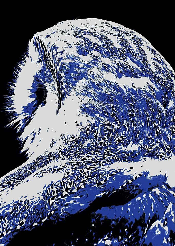 Night Owl
