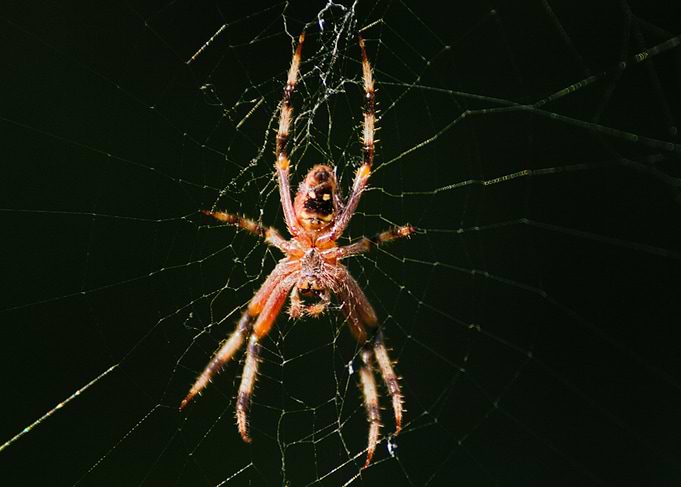Spotted Orbweaver