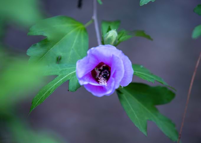 Yet another flower