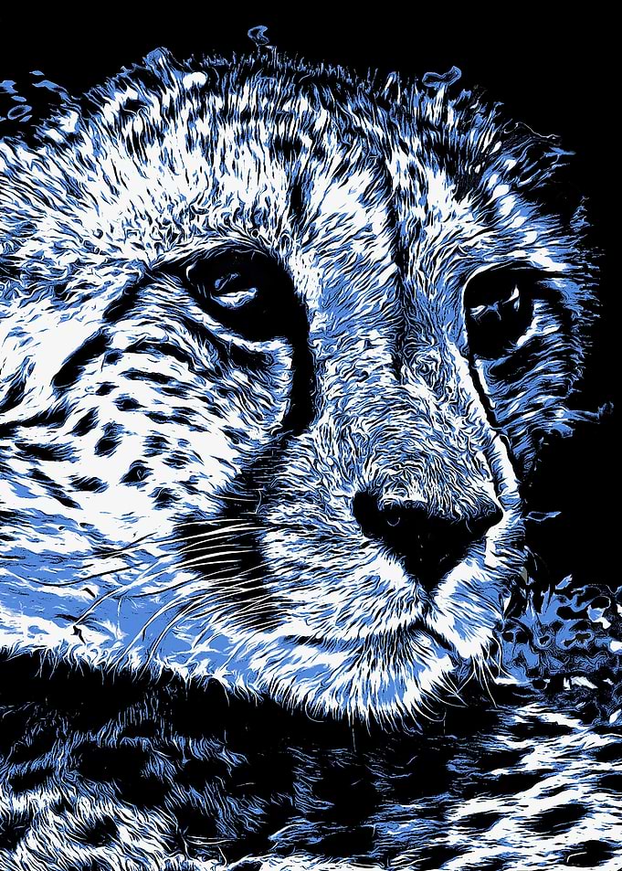 Cheetah