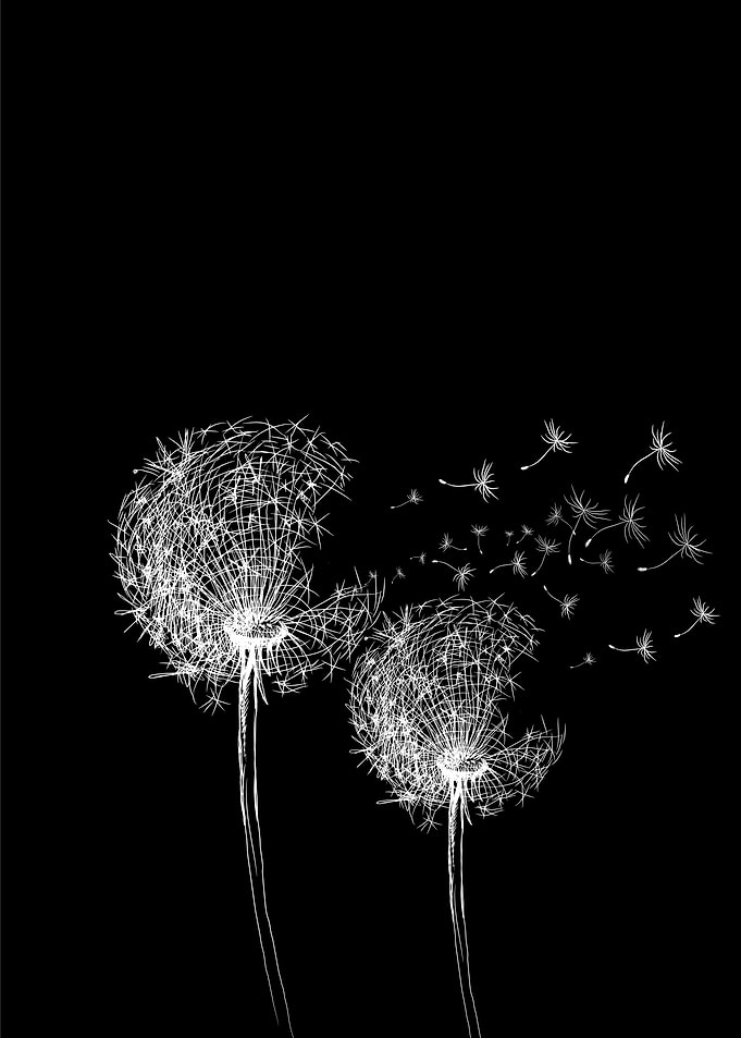 Dandelions Two BW