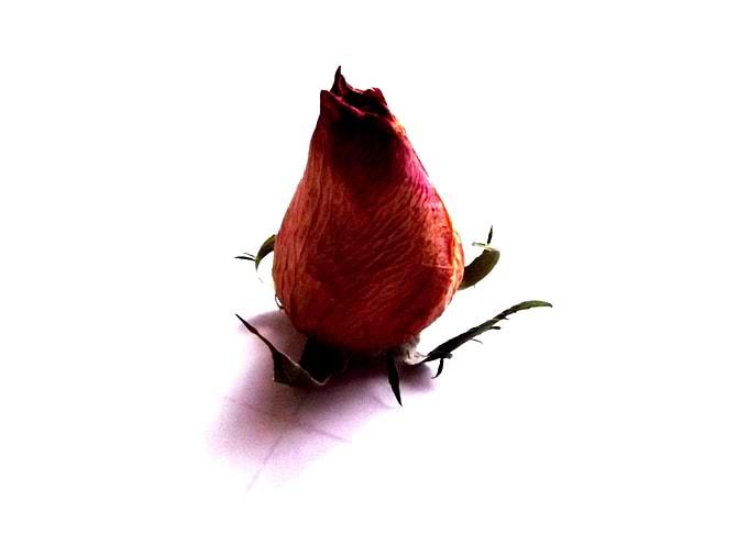 ROSEBUD