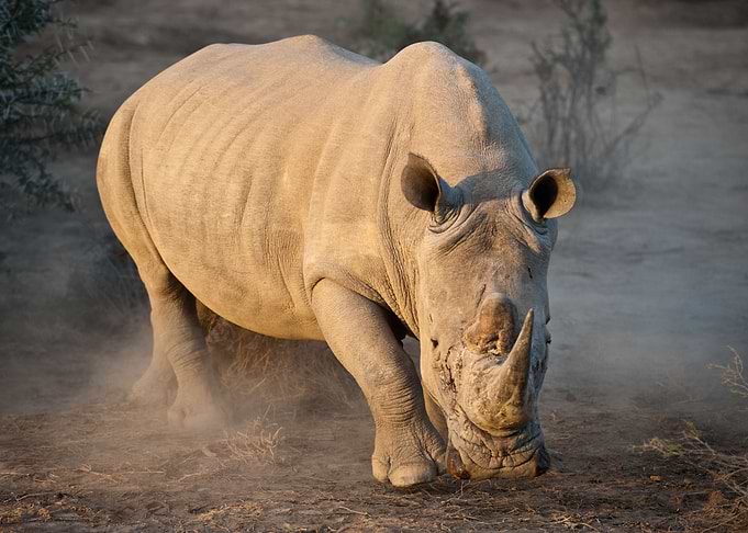 White Rhino