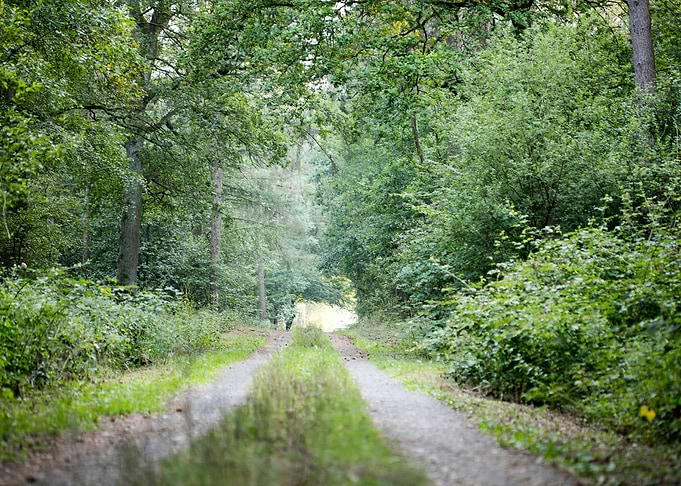 Walking on wild forest