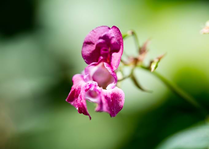 Impatiens glandulifera