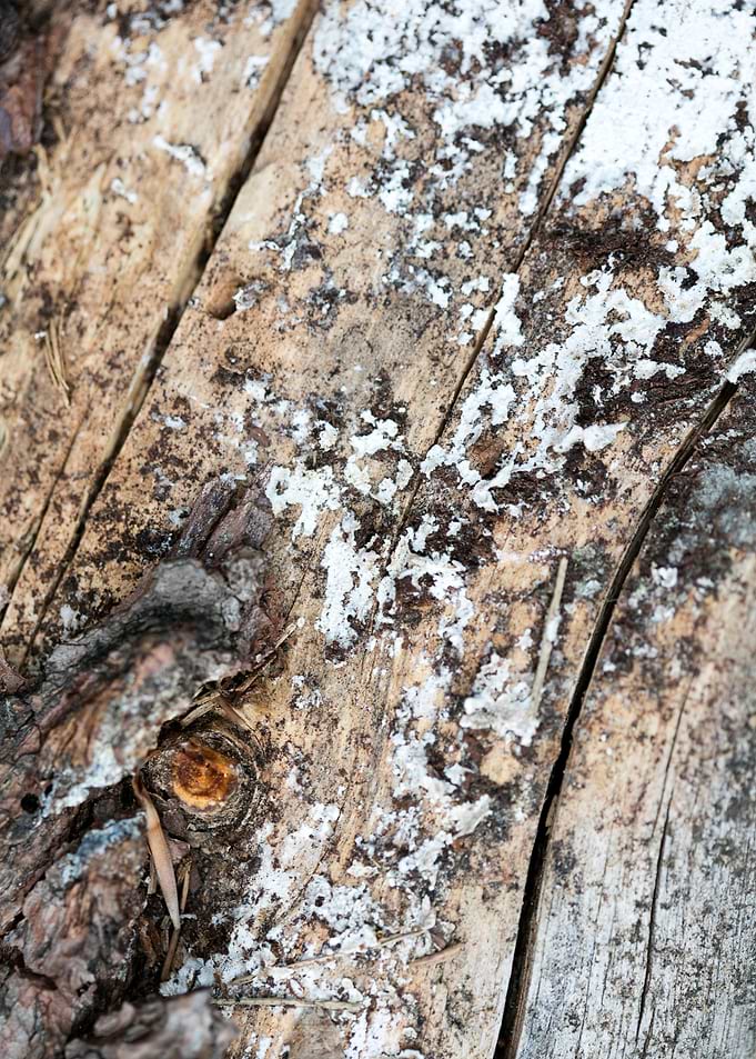 Tree macro trippy abstract