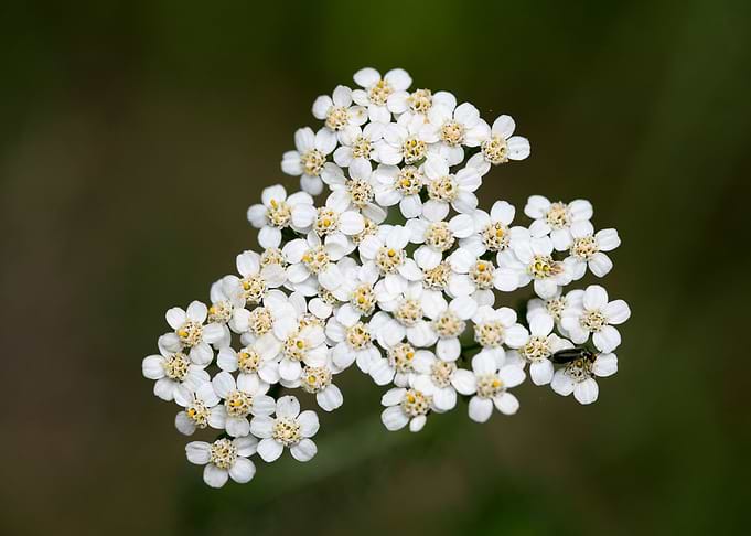 Achillea millefolium macro