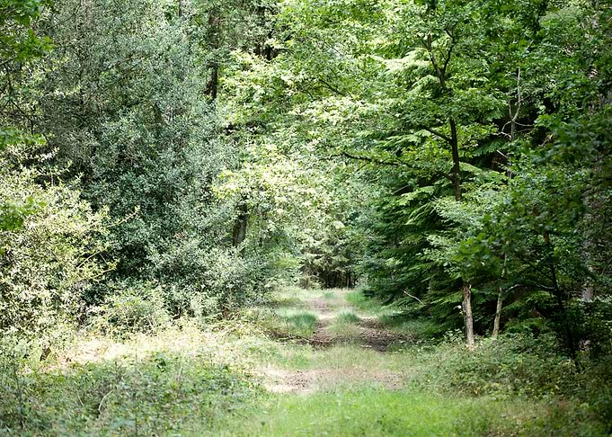 Walking on wild forest