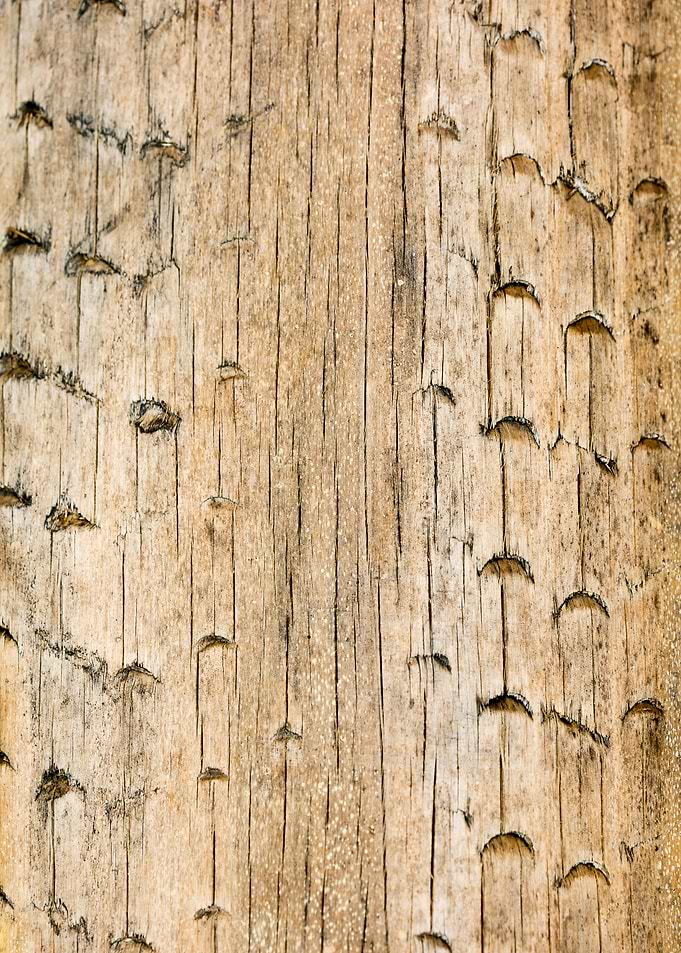 Tree macro trippy abstract